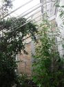 Thumbnail of 2060-1_2294 <br  /> General view into glasshouse