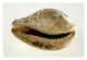 thumbnail of Cowrie_Shell_Amulet.jpg