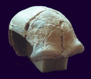 The Elandsfontein skull