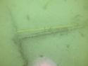 Thumbnail of Iron anchor shaft and stock. Ring still in place, arms and flukes missing.