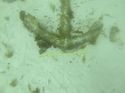 Thumbnail of Multibeam: Linear target adjacent to a mag target. Dive identified iron angle crown anchor. The ring end of the shank appears to be broken.