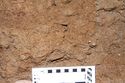 Thumbnail of Bone fragment 0007, Column C, spit 4. 10cm scale. <br  />(IMG_9684.jpg)