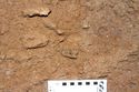 Thumbnail of Bone fragment 0016, Column C spit 6. 10cm scale. <br  />(IMG_9733.jpg)