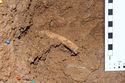 Thumbnail of Bone 0023, Column D spit 2. 10cm scale. <br  />(IMG_9763.jpg)