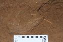 Thumbnail of Bones 0025, 0026, 0027, 0029, 0030. Column D spit 3. 10cm scale. <br  />(IMG_9772.jpg)