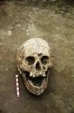 Thumbnail of Saltwood, skull