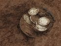 Thumbnail of Bitterley Excavation - A hoard of silver coins