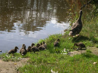 Ducklings on the bank of the River Esk