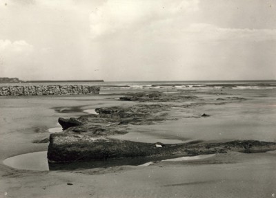 Peatbed and log exposed at Hartlepool beach (© Hartlepool Arts & Museum Service)