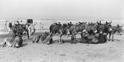 Beach Donkeys at Sandsend (© Whitby Museum)