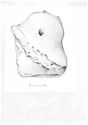 Thumbnail of Minerva Head: Drawing 4