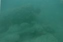 Thumbnail of hz 0780p- underwater cascabel