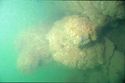Thumbnail of hz 0988p- hzu-c17 concretion underwater