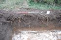 Thumbnail of General shot, Trench 1, looking SW