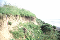 Thumbnail of Cliff edge showing erosion (scale 25cm)