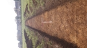 Thumbnail of Trench 4, trench shot lookinh SW