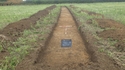 Thumbnail of Trench 3, trench shot looking N
