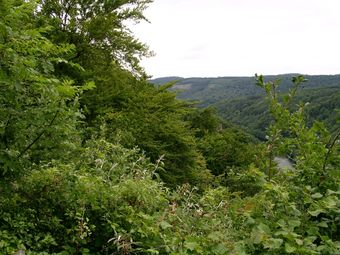 Rock outcrop, located at Symonds Yat