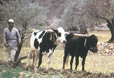 http://archaeologydataservice.ac.uk/archives/view/stock_ahrc_2012/images/cows.jpg