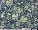 Example of Purbeck Marble - Blue/Grey