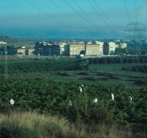 Fieldwalking near Constanti