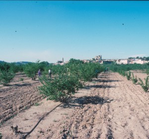 Fieldwalking in Ager Tarraconensis 1990
