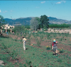 Fieldwalking, Ager Tarraconensis 1990