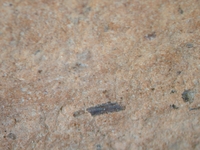 Hand specimen, fresh broken surface - Agora M254