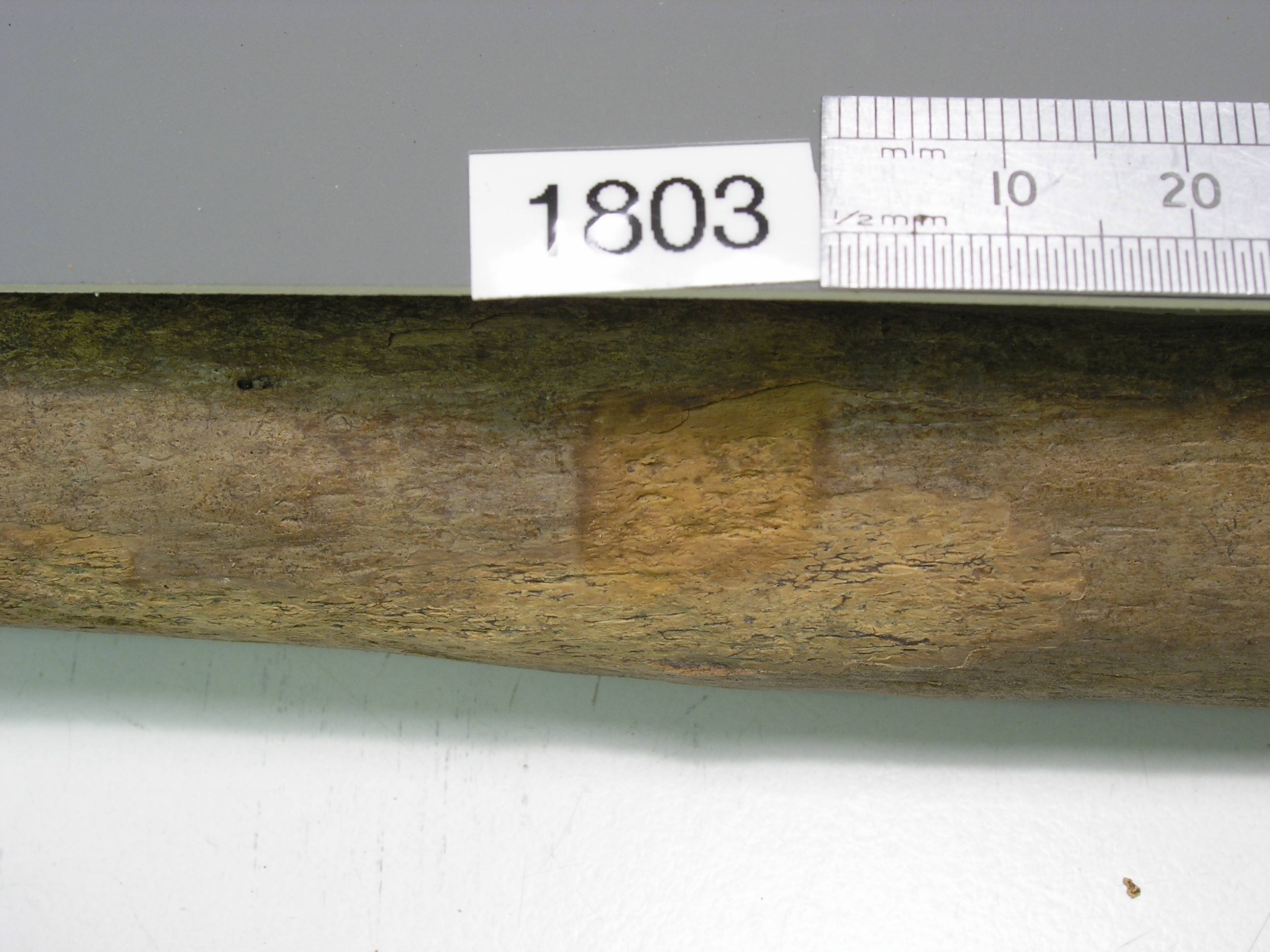 carbon dating ivory Radiocarbon dating is the principal method for determining the age of carbon-bearing materials from the present to about 50,000 years ivory, teeth: 500 g: 100 g. carbon dating ivory Radiocarbon dating is the principal method for determining the age of carbon-bearing materials from the present to about 50,000 years ivory, teeth: 500 g: 100 g.