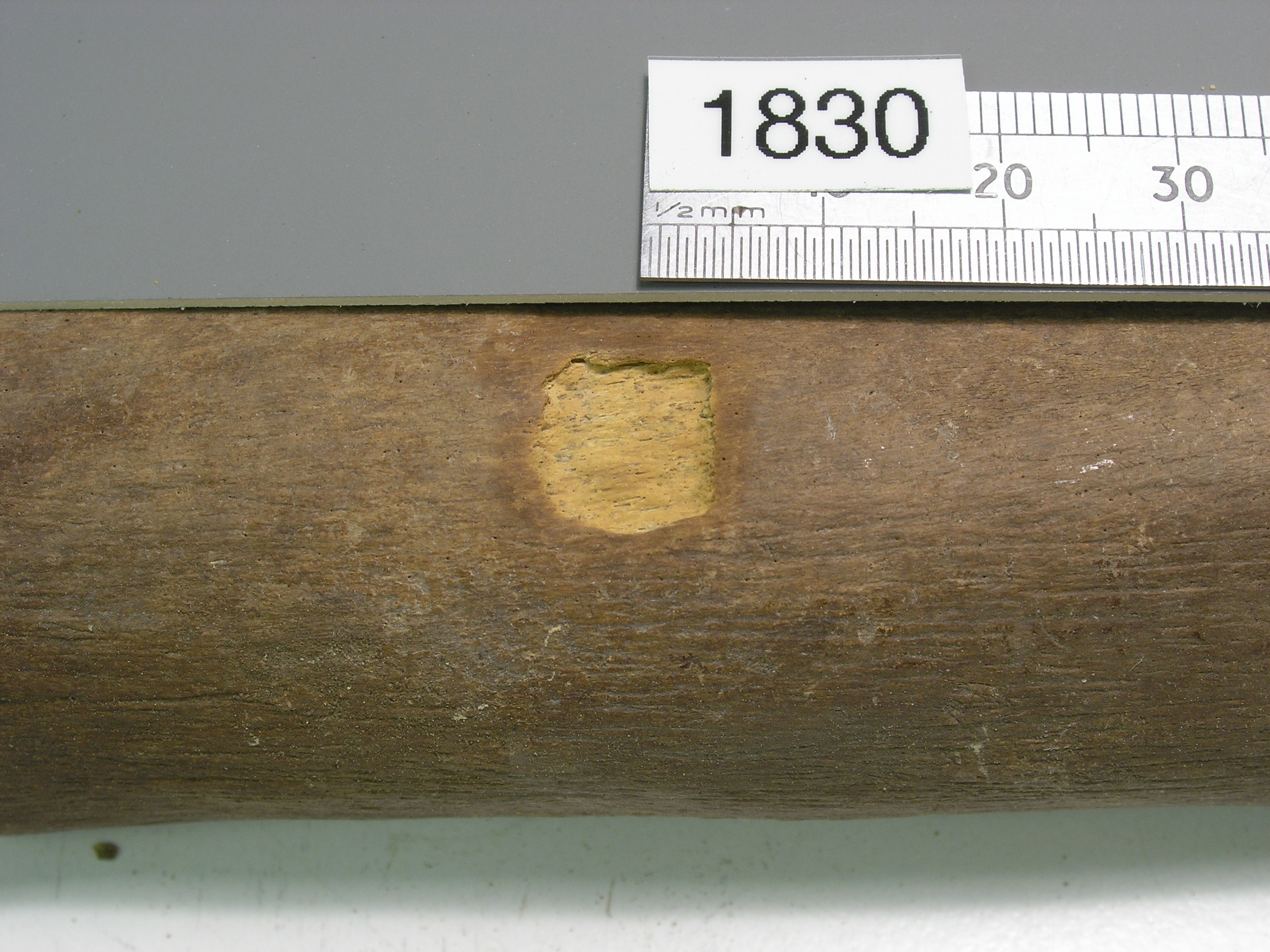 Bone radiocarbon dating