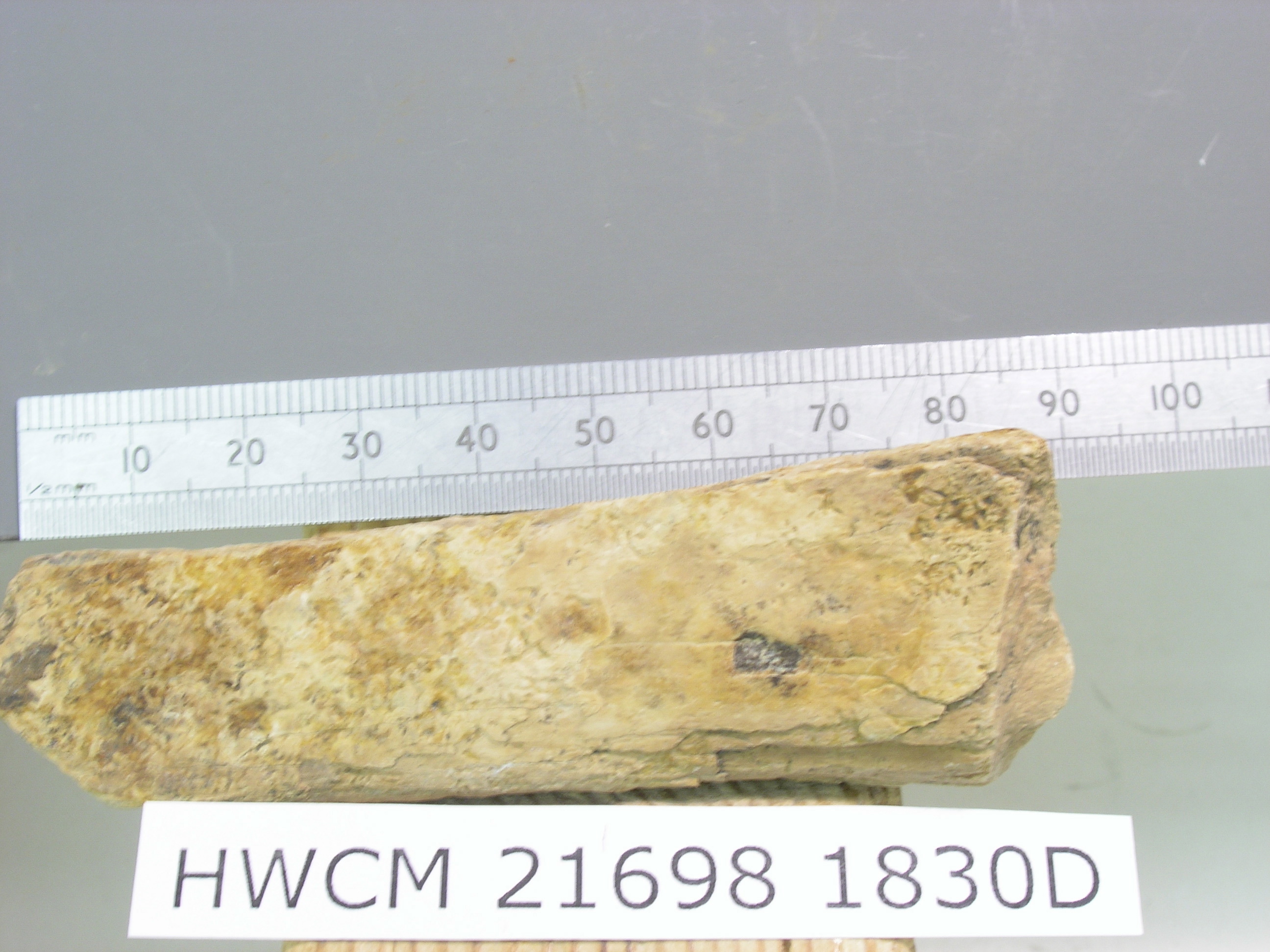Bone radiocarbon dating