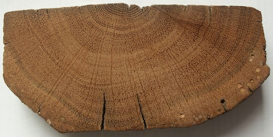 Image of a wooden joist showing tree rings