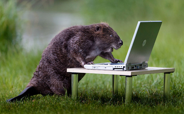 Image of beaver working on computer. Highlighting that ADS staff have been working like beavers to improve the ADS easy and OASIS images systems.