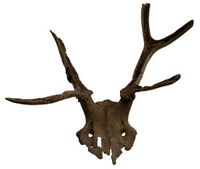 Antler frontlet from Star Carr