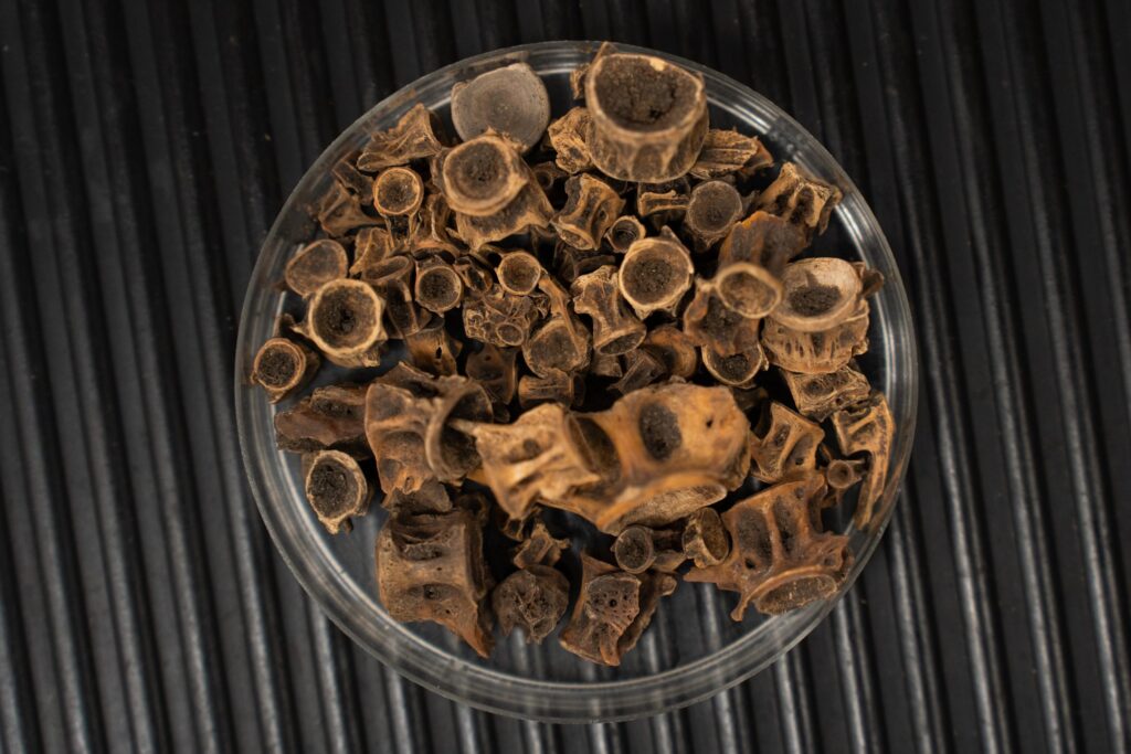 A picture containing animal bones.