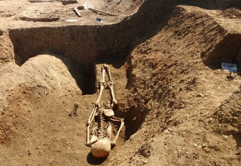 A single female was found buried face-down over the gateway to the Saxon enclosure - was this a sacrificial burial? &copy; A14C2H courtesy of MOLA Headland Infrastructure
