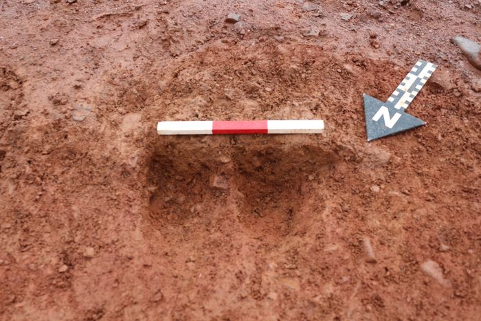Thumbnail of RAMM 18 03: Stakeholes 674 and 676 looking SE
