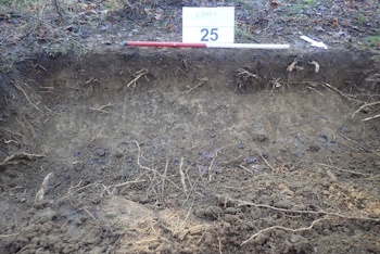 Data from a Route Wide Woodland Historic Landscape Characterisation at Halse Copse Farm (Ancient Semi-Natural Woodland), Northamptonshire, 2021 (HS2 Phase One)