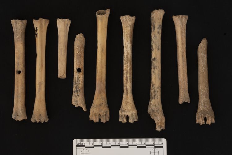 Thumbnail of 221790_Publication_Plate_6.03, The Archaeology of the Hornsea Project One Offshore Windfarm Cable Route, Wessex Archaeology Monograph 41, 2022, Plate 6.3: Examples of Romano-British polished and perforated sheep/goat metapodials.