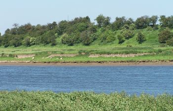 The Viking camp at Torksey from across the River Trent (Image: Hannah Brown, Viking Torksey project)