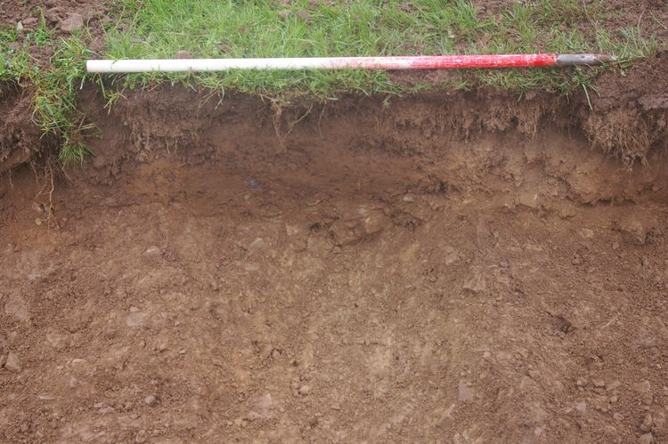 Thumbnail of A shot of Ditch [309]; looking north-north-west (1m scale).
