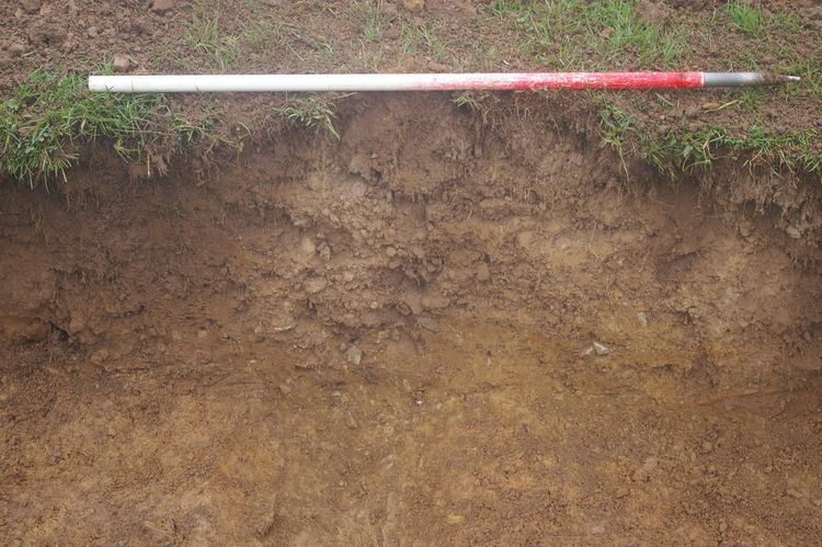 Thumbnail of A shot of Ditch [313]; looking north-north-west (1m scale).