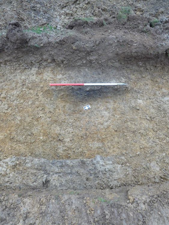 molanort1-408257: Digital Archive from an Archaeological Trial Trench Evaluation at Dadford Road, Silverstone, Northamptonshire, 2020. Copyright:  MOLA Northampton