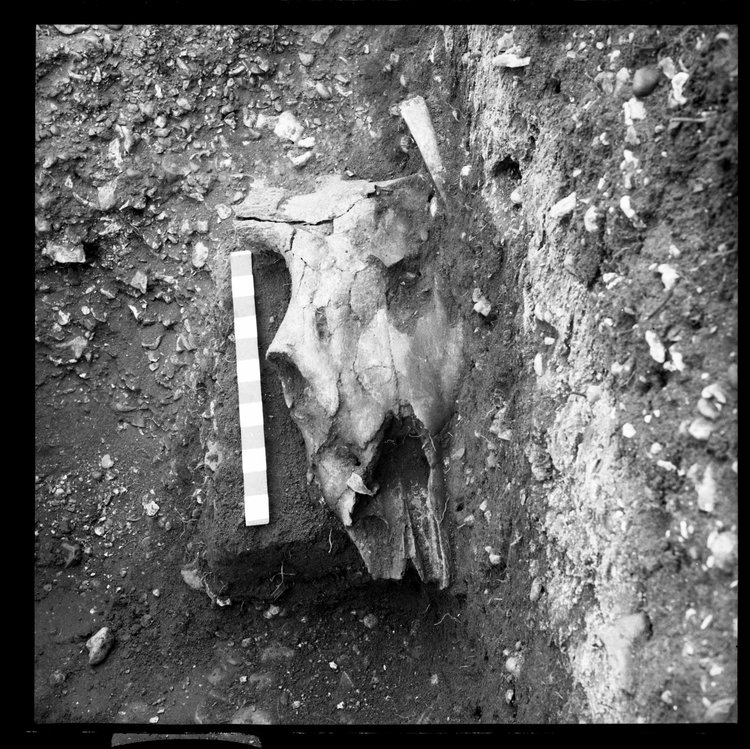 Thumbnail of 1-2 View of ox skull with scale in PC I