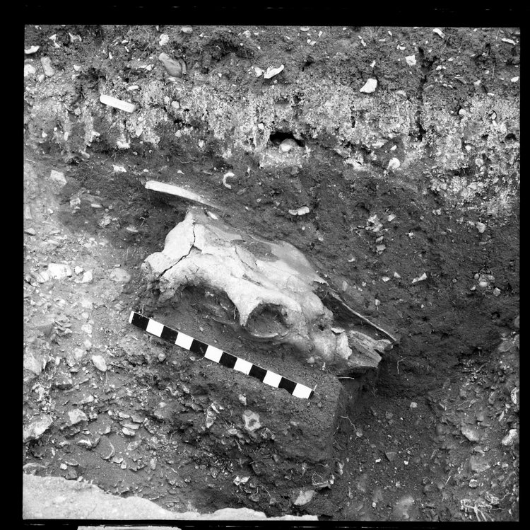Thumbnail of 1-3 Side view of ox skull with scale in PC I
