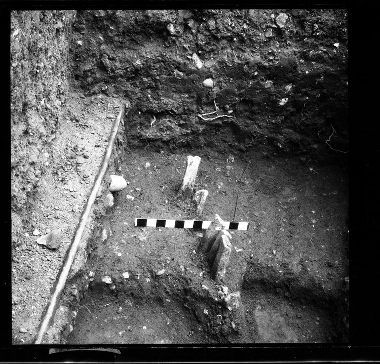 Thumbnail of 6-3 Close up of animal bones in trench with scale