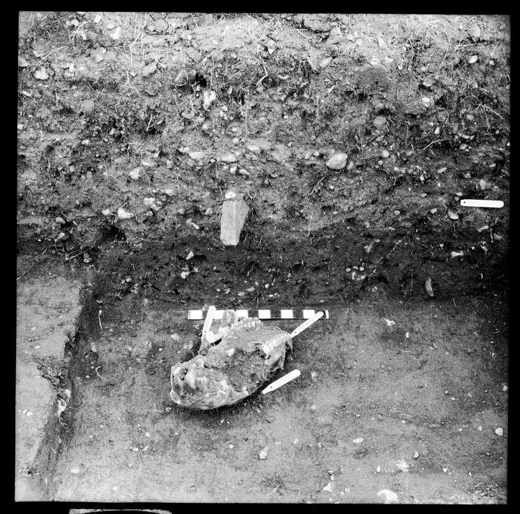 Thumbnail of 9-1 View looking W of horse jaw in foundation trench of PC III with other small finds labelled and scale