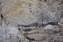 Thumbnail of Detail of the knife-sharpening marks on the lintel and jamb of fireplace L