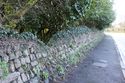 Thumbnail of General view of the boundary wall along Trelyon Avenue
