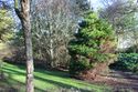 Thumbnail of Detailed shot of tree planting from garden path